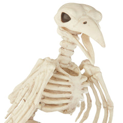 Official Crazybonez Faux Crow Skeleton